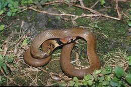 Image of Taiwan Keelback