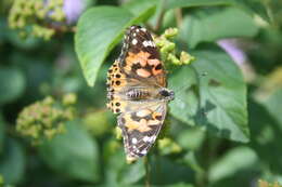 Image of Vanessa cardui