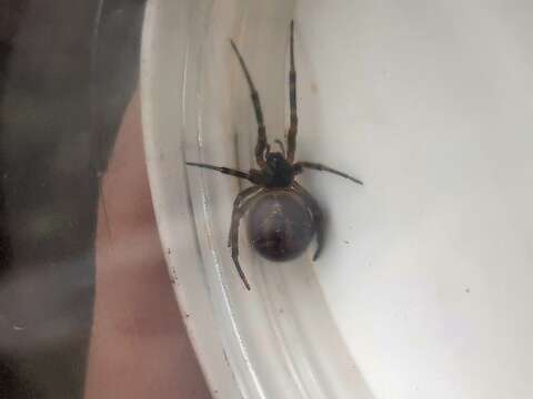 Image of Steatoda