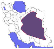 Image of Iranian Ground-Jay