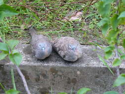 Image of Zebra Dove