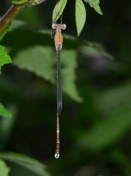 Image of Platylestes platystylus (Rambur 1842)