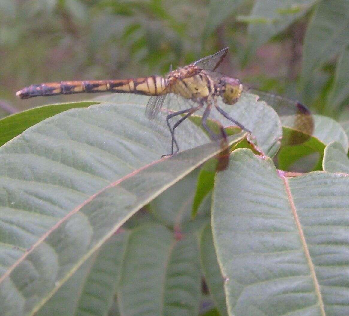 Image of spotted darter