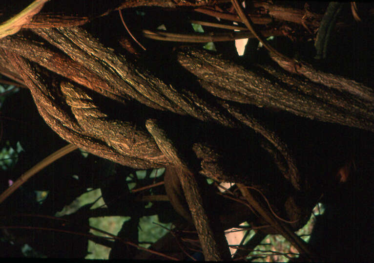 Image of ayahuasca