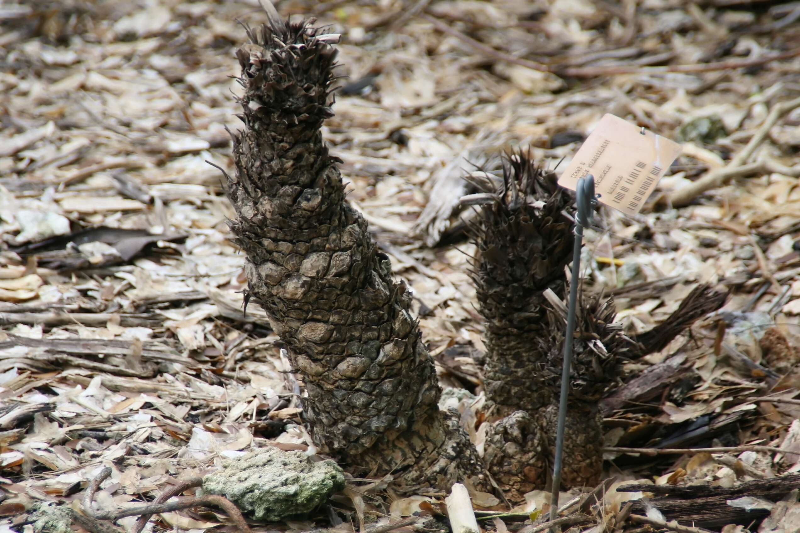 Image de Cycas riuminiana Porte ex Regel