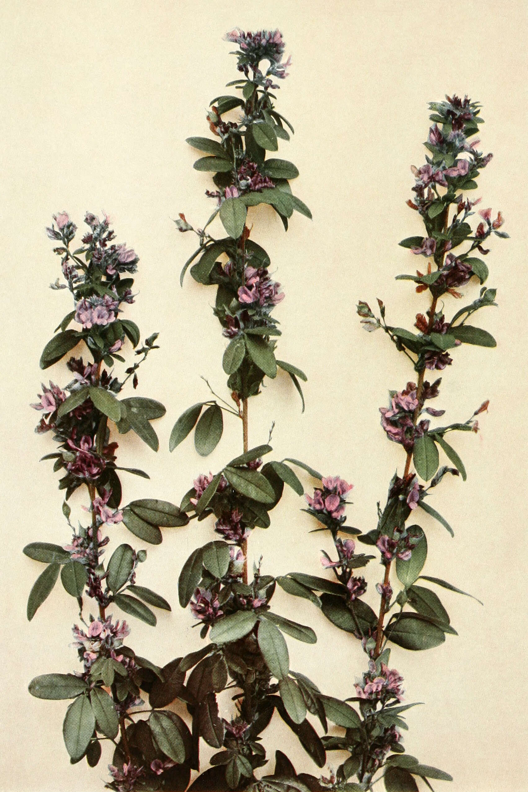 Sivun Lespedeza violacea (L.) Pers. kuva