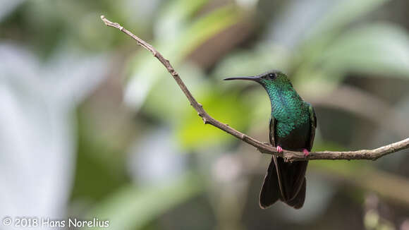 صورة Chalybura urochrysia (Gould 1861)