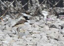 Image of Killdeer