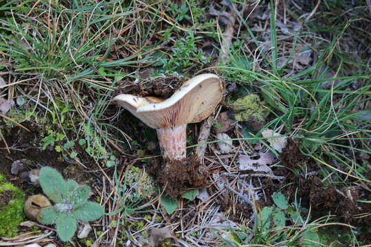 Lactarius sanguifluus (Paulet) Fr. 1838 resmi