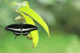 Image of Malabar Banded Swallowtail