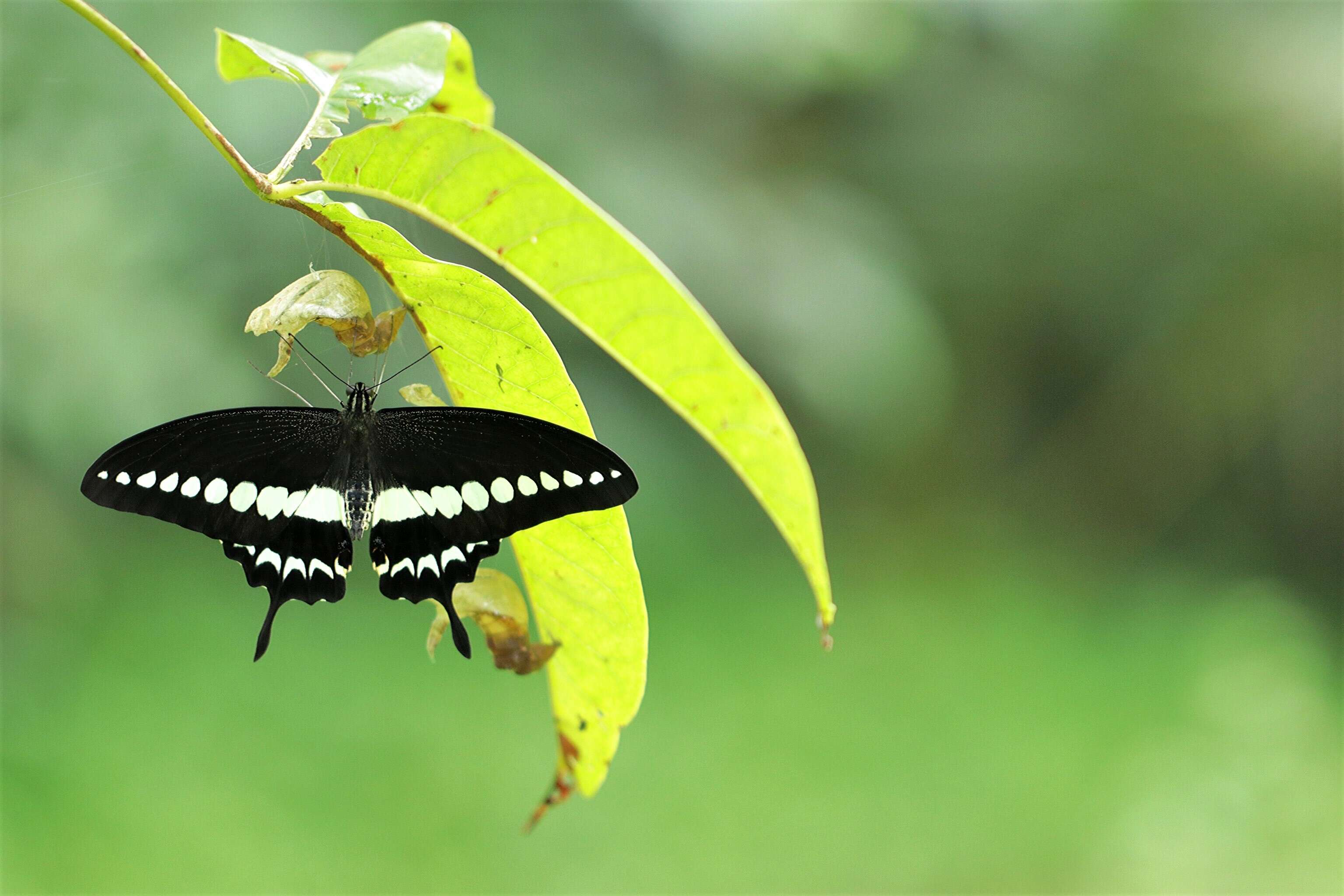 Image of Malabar Banded Swallowtail