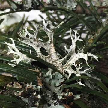 Image of ring lichen