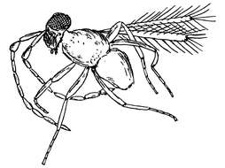 Image of fairyflies