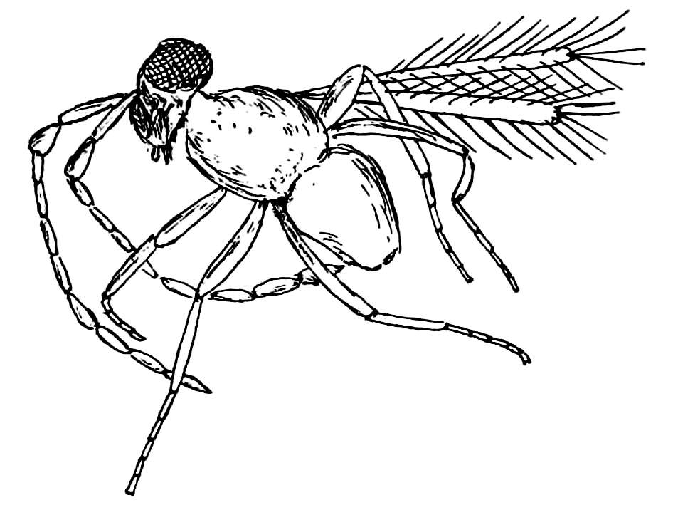 Image of fairyflies