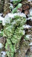 صورة Cladonia coniocraea (Flörke) Spreng.