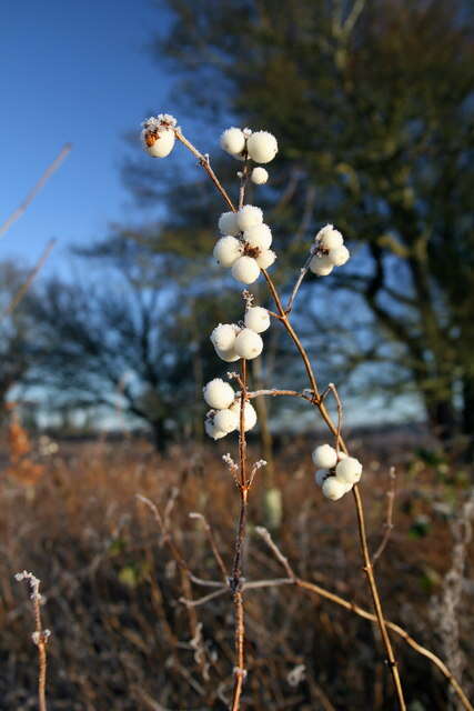 Image of Snowberry