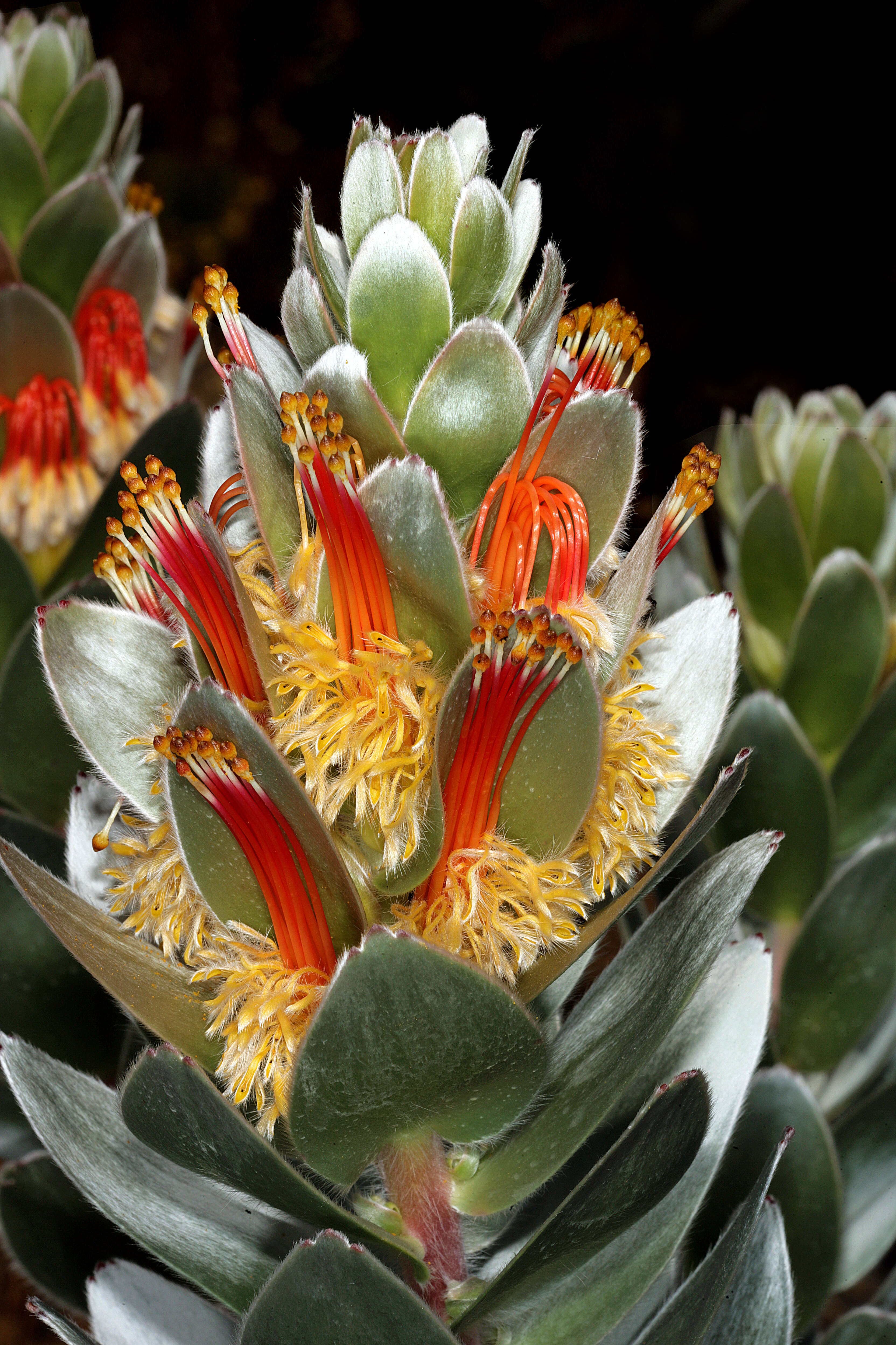 Image of Mimetes hottentoticus Phillips & Hutchinson