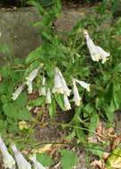 Image of hairy beardtongue