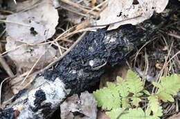 Image of Black Witches' Butter