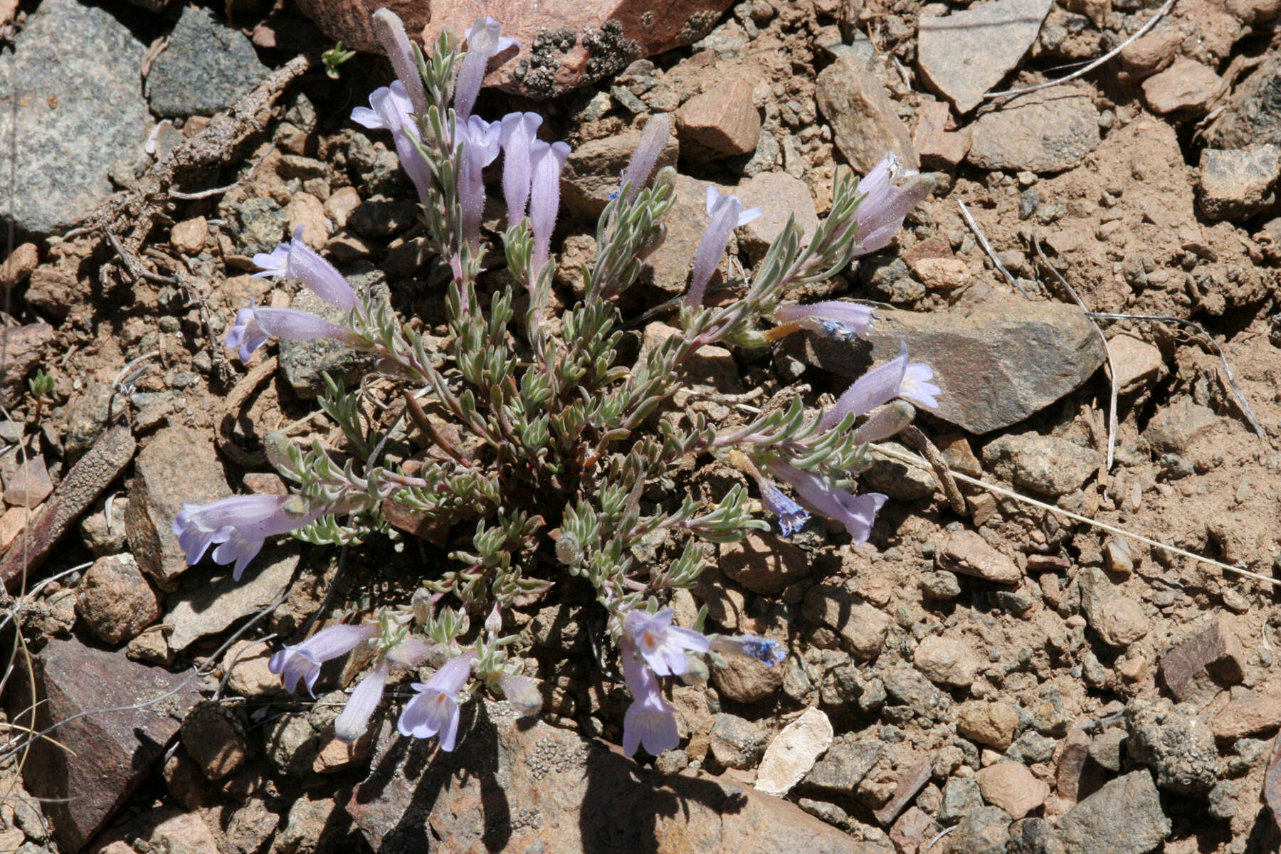 Image of mat penstemon