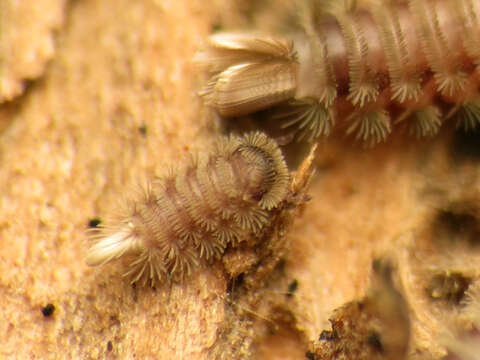 Image of bristly millipede