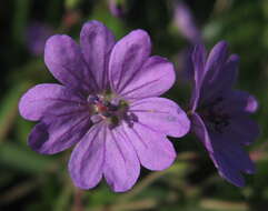 Image of hedgerow geranium