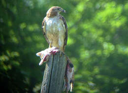 Image of Red-tailed Hawk