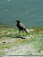 Image of Grey Wagtail