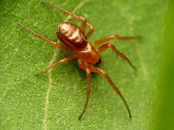 Image of Araneus pratensis (Emerton 1884)