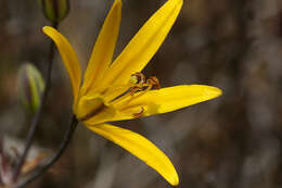 Image of common goldenstar