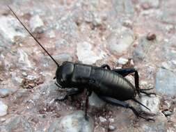 Image of Field cricket