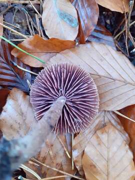 Image of Laccaria amethystina Cooke 1884