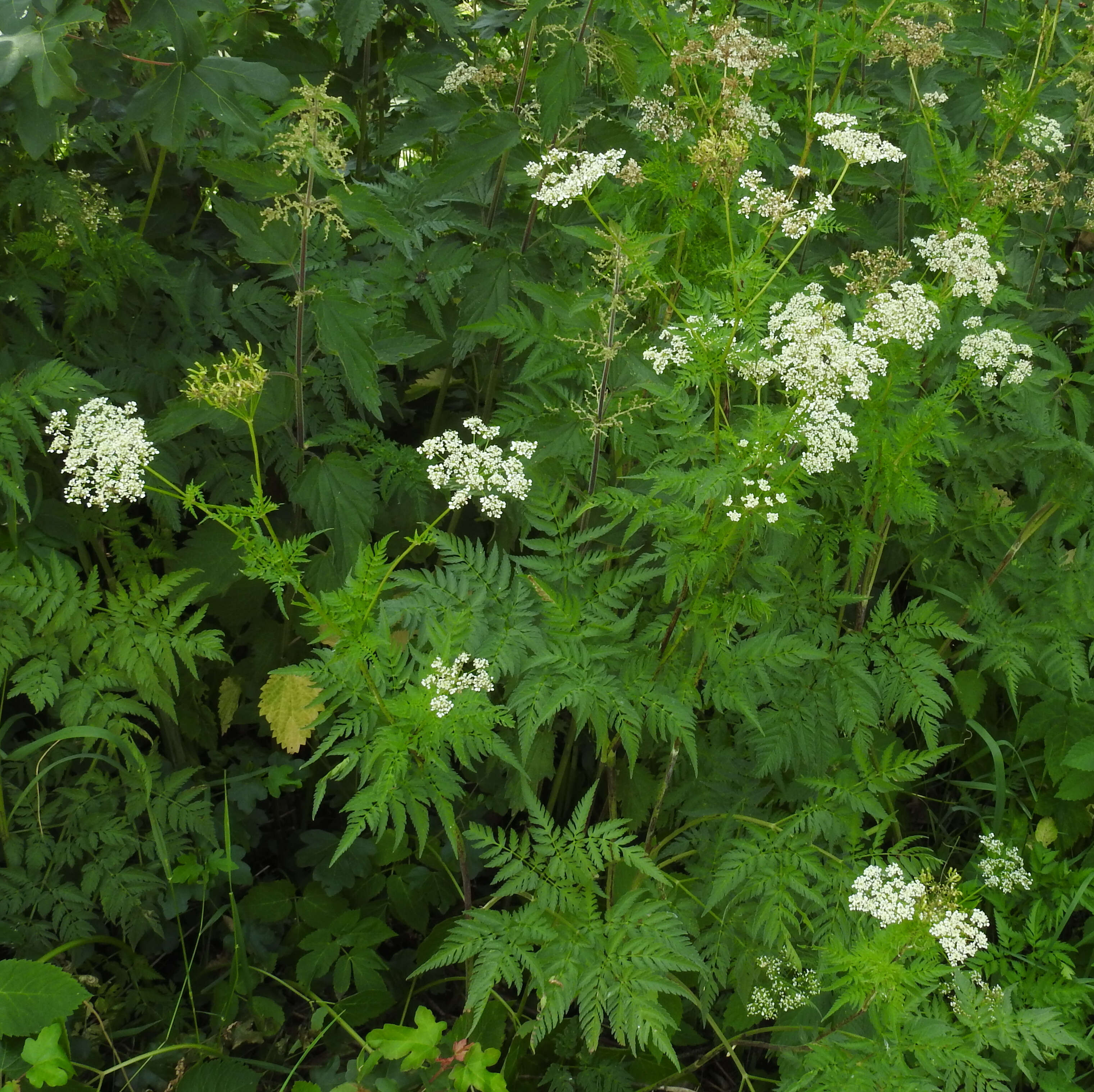 Image of Chaerophyllum aureum L.