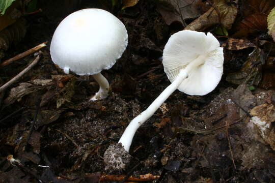 Plancia ëd Leucoagaricus sericifer (Locq.) Vellinga 2000