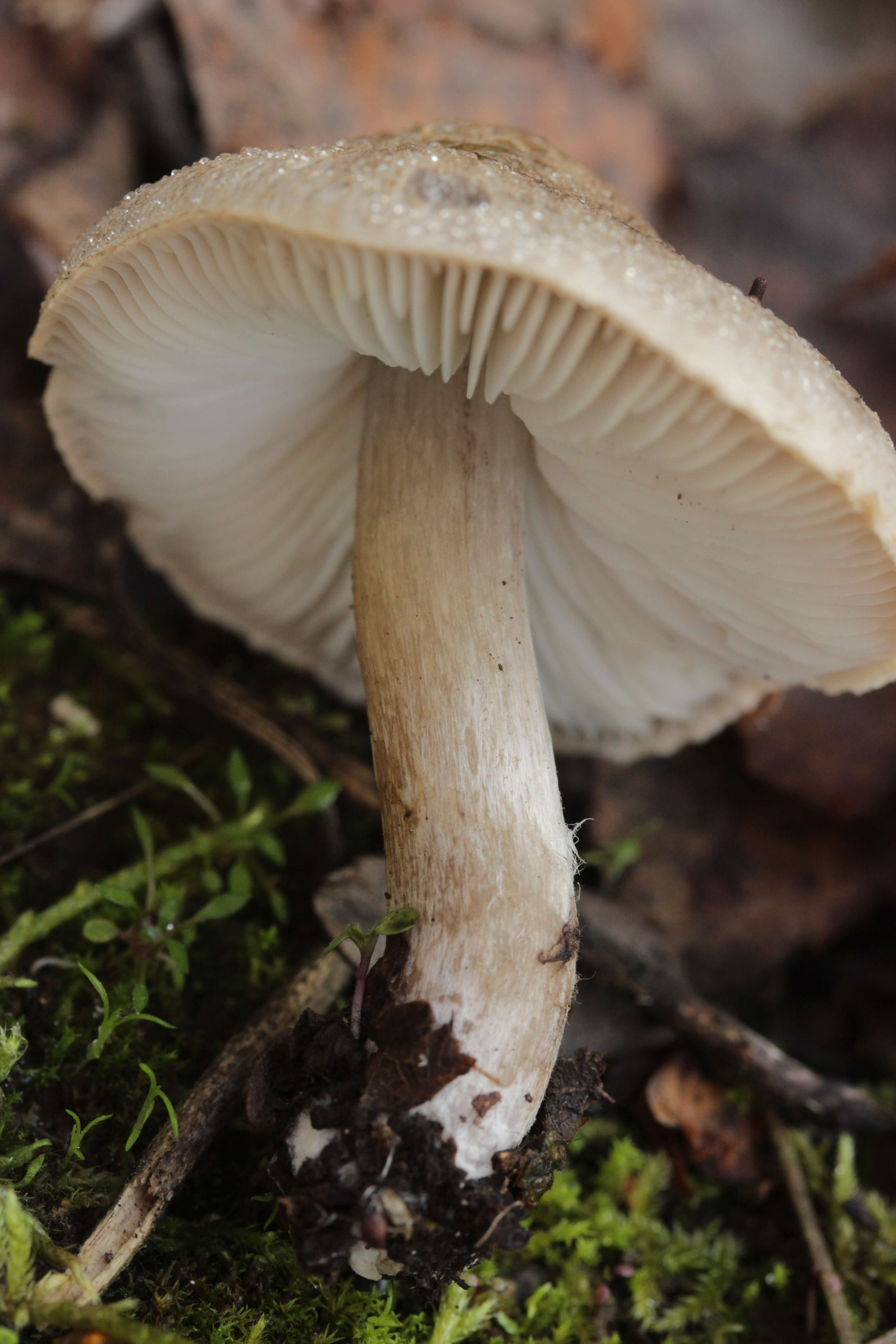 Image of Tricholoma scalpturatum (Fr.) Quél. 1872