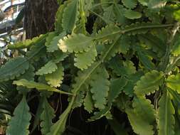 Image of Rhipsalis crispata Pfeiff.