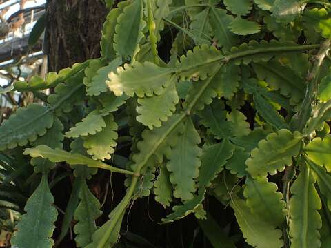 Imagem de Rhipsalis crispata Pfeiff.