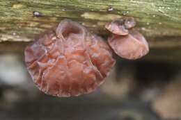 Image of ear fungus