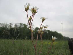 Plancia ëd Saxifraga granulata L.