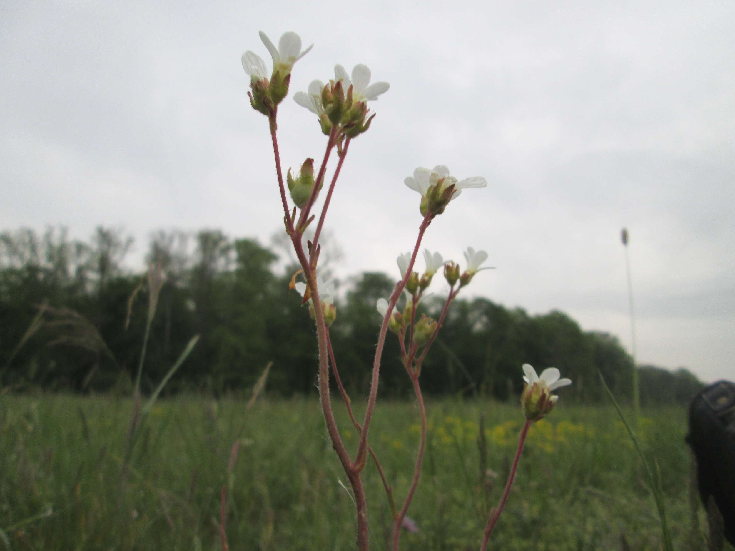 Plancia ëd Saxifraga granulata L.