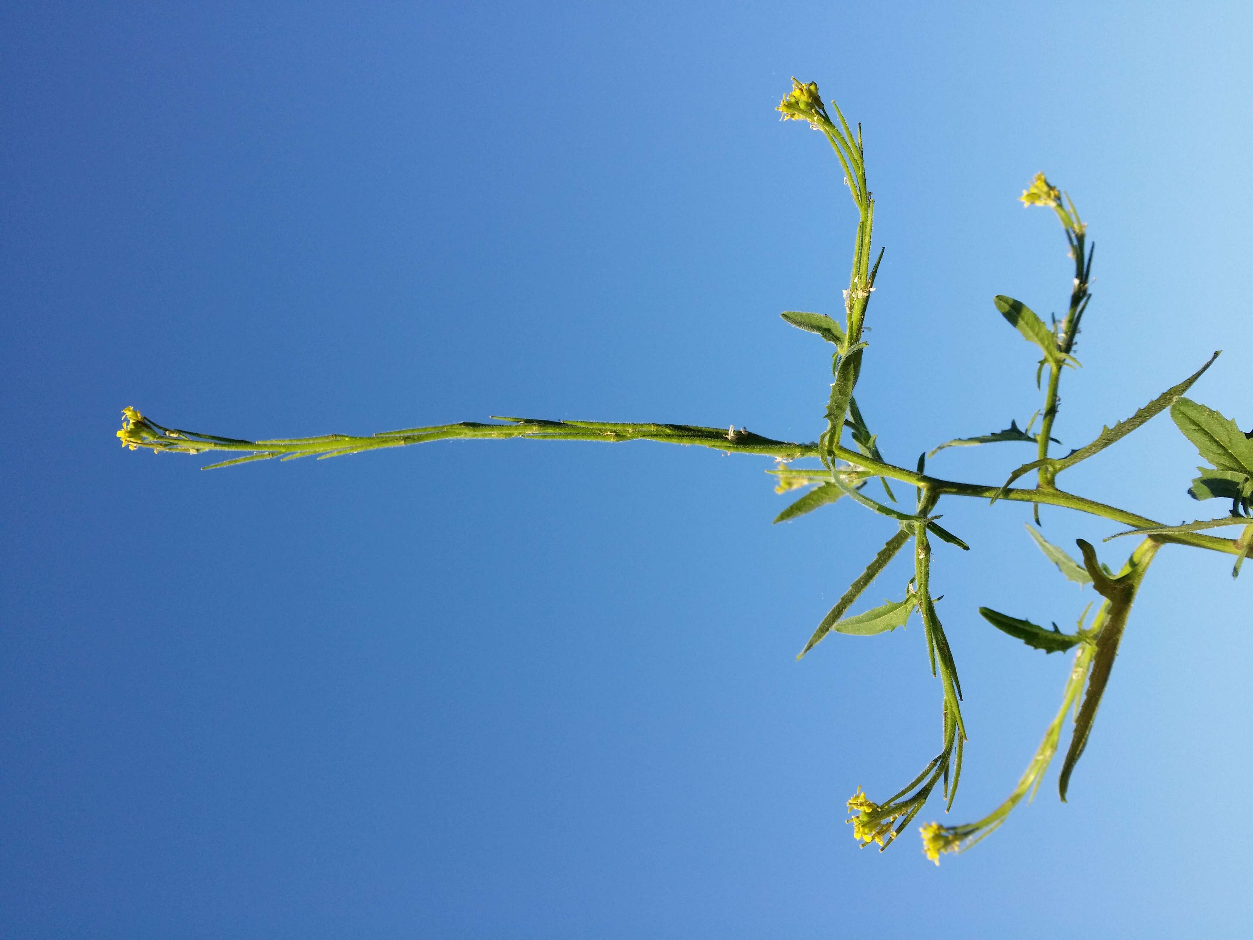 Imagem de Sisymbrium officinale (L.) Scop.