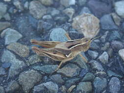 Image of New Zealand Grasshopper