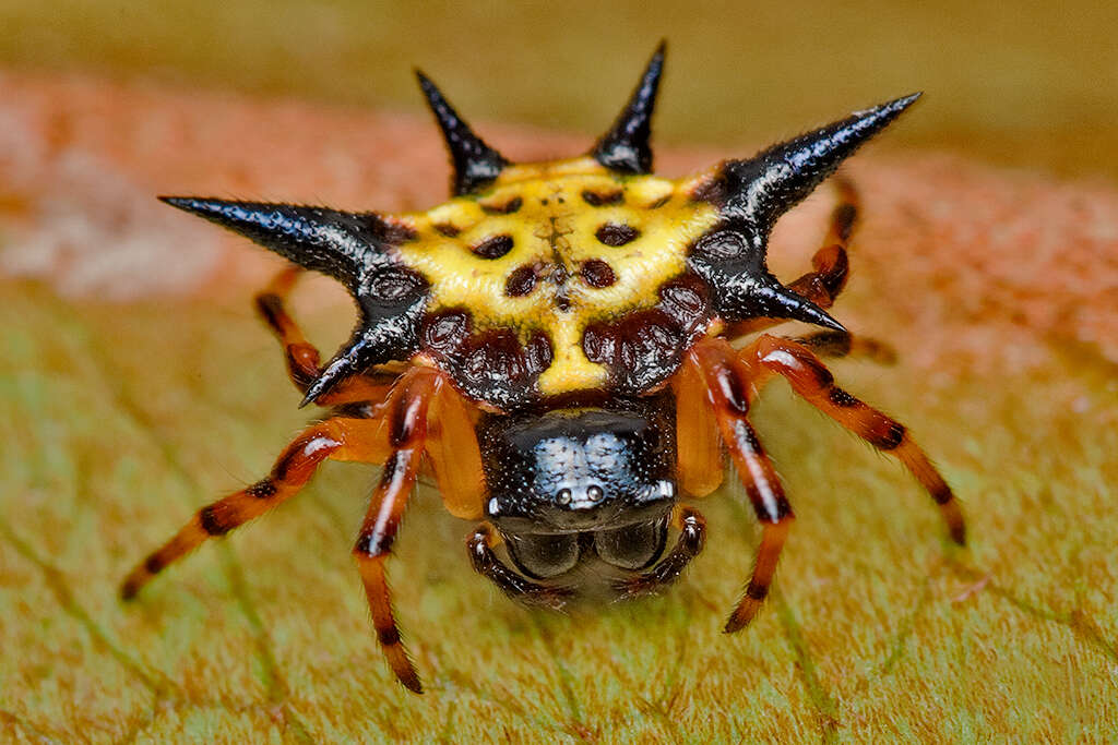 Image of Hasselt's Spiny Spider