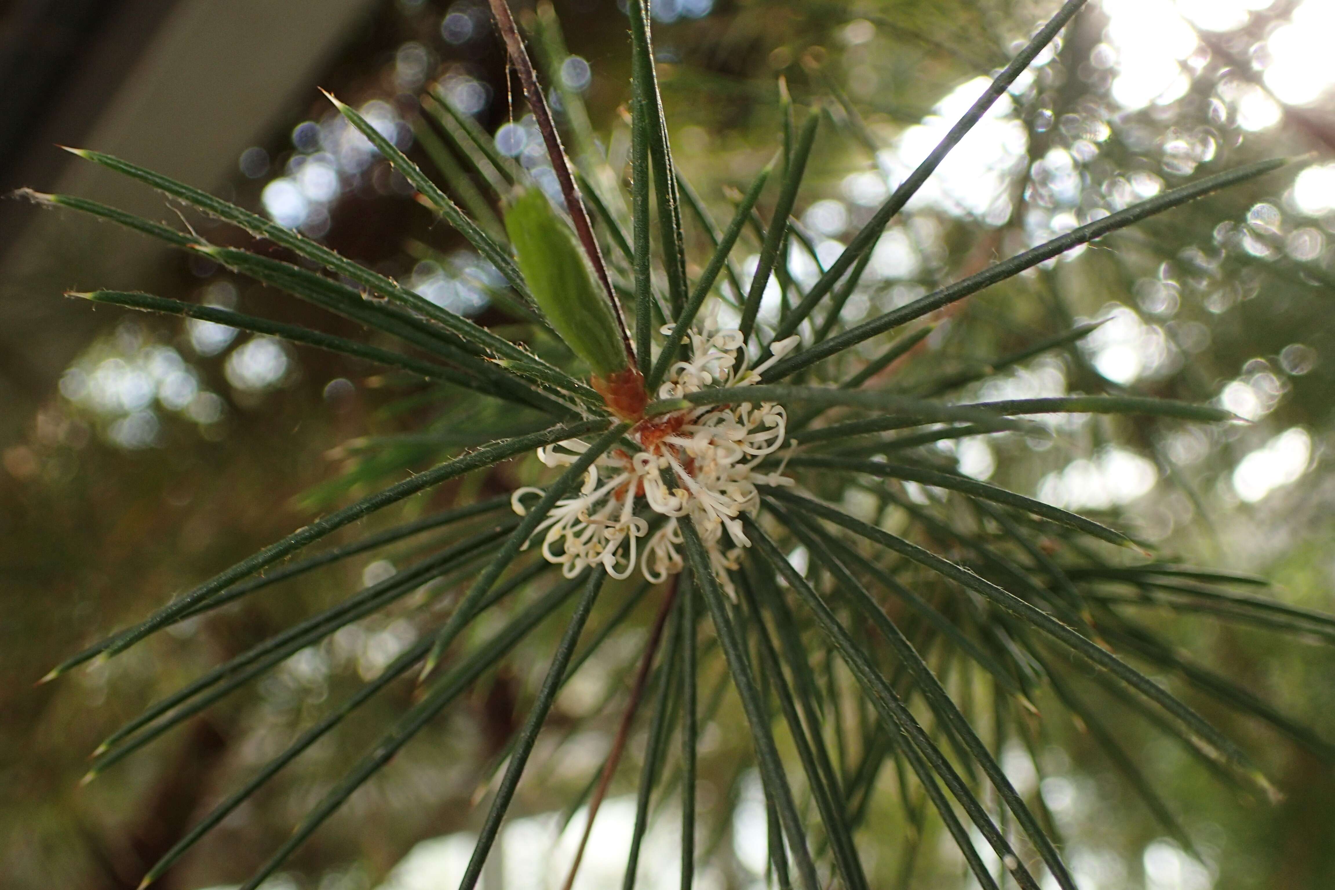 Image of Hakea leucoptera R. Br.