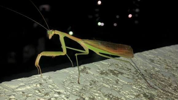 Image of Chinese Mantid