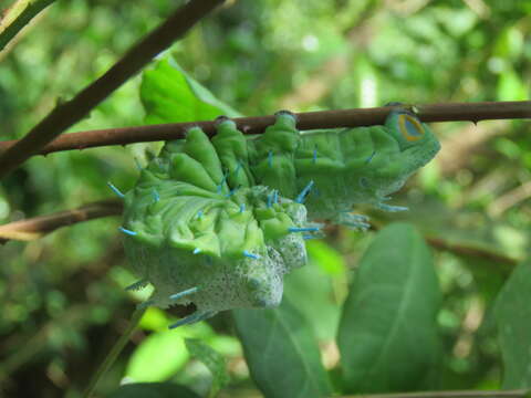 Image of Zanthoxylum rhetsa (Roxb.) DC.