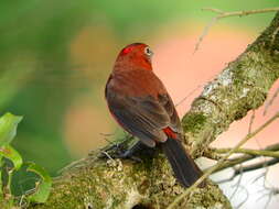 Image of Red Pileated Finch