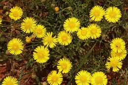 Image of Yellow felicia