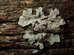 Image of Hammered shield lichen