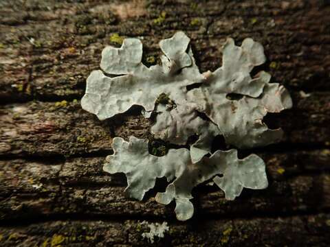 Image of Hammered shield lichen